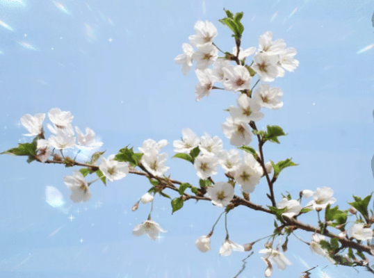 【中国长江文学社】名家名诵《女人花，芬芳人间》作者罗中兴/诵读海纳百川/制作/宋梅【第5349期】（图2）