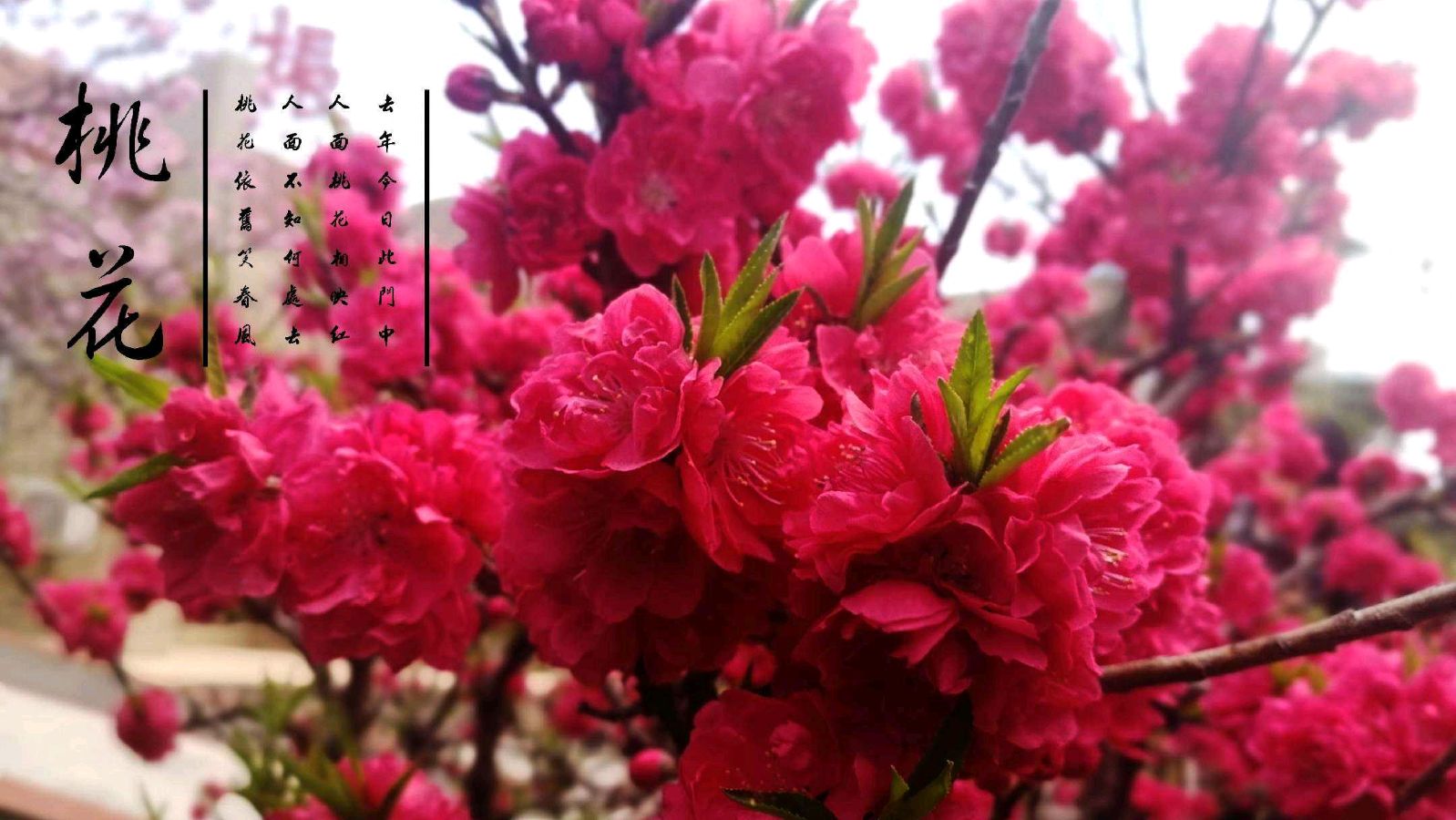 《十里桃花》作者/陆振华诵读/雯煜 制作/雨杉【花雨馨声】有声文学平台【第264期】（图8）