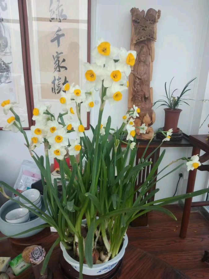 贾庄杏花节留题及其他∽文/张晔（平阴）（图8）