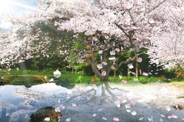 【有声诗社专辑】作者:独舞风铃Ⅱ主播:随遇而安Ⅱ欣赏佳作 聆听美诵（图2）