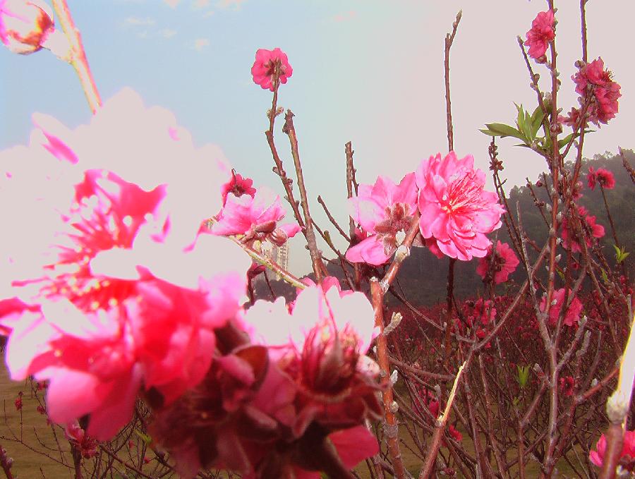 深圳莲花山下桃花林今昔-莲花山公园桃花林消失-文/老夫子、莫非-西银/北京头条（图4）