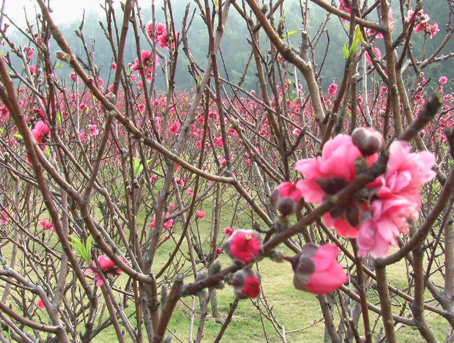 深圳莲花山下桃花林今昔-莲花山公园桃花林消失-文/老夫子、莫非-西银/北京头条（图6）