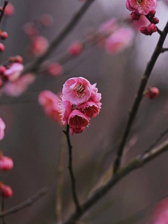 弘华朗诵【红梅赞】作者/牟新宇（图6）