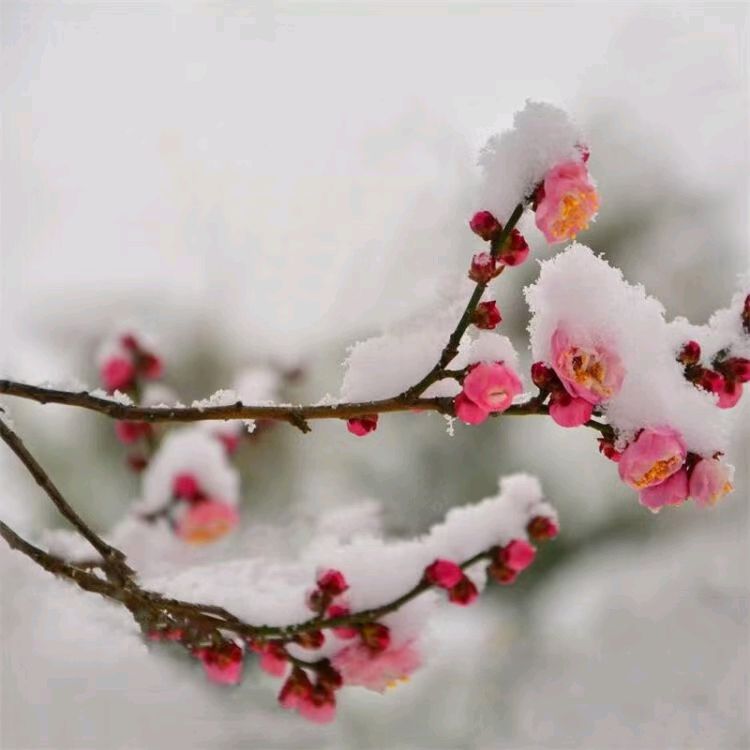 秋谷（吉林）诗词小辑【冰心文化传媒】主编 冰心（图3）