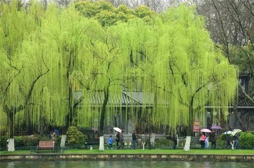 【经典推荐】化忠//仲春垂柳｛二首｝（图4）