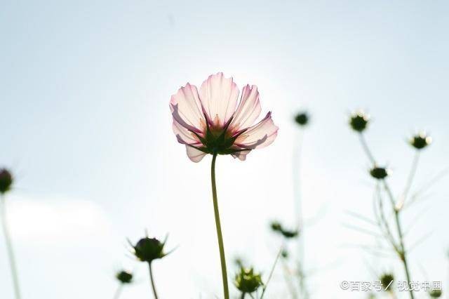 白雪朗诵【学会欣赏】作者/静宜(图6)