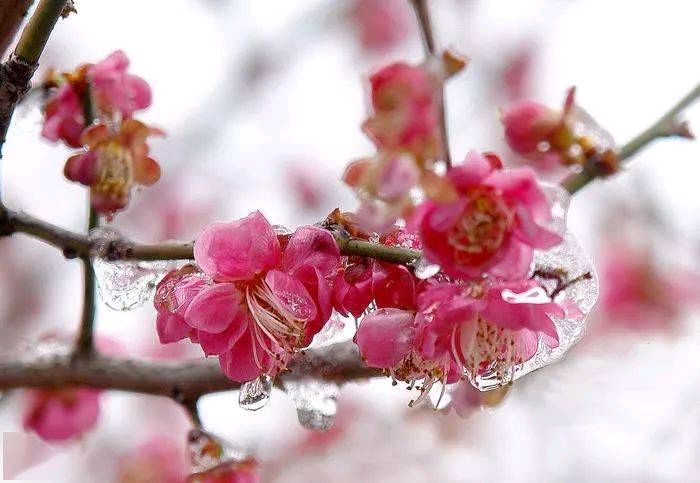 《春天腊梅开》作者/李吉伟诵读/立力编辑/青青【花雨馨声】有声文学平台【第268期】（图5）