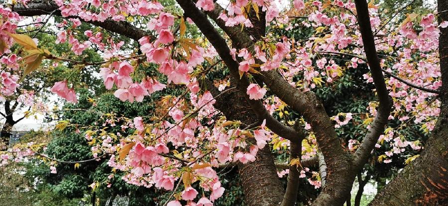 菊花朗诵【春天的脚步】作者/王全新（图8）