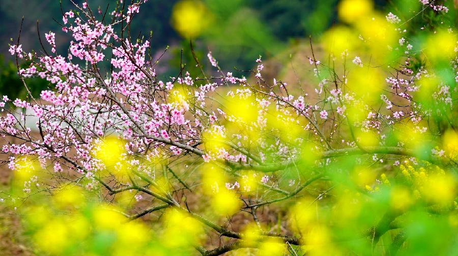 菊花朗诵【春天的脚步】作者/王全新（图10）