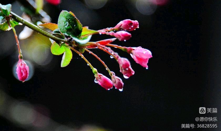 风雅诗社·第四十一期·格律诗篇（图4）