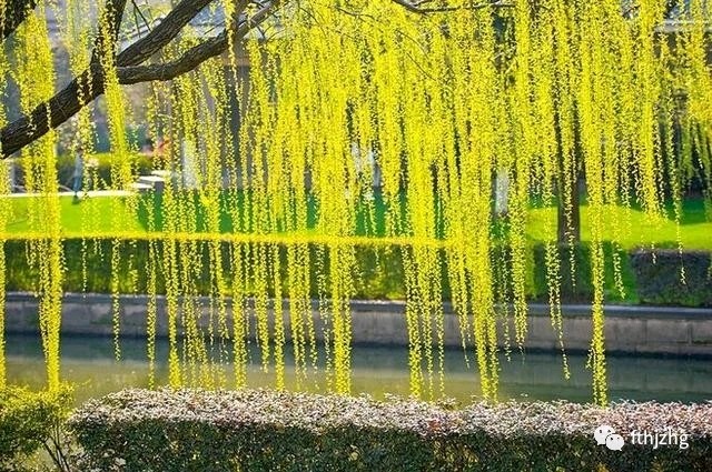 风雅诗社·第四十一期·格律诗篇（图6）