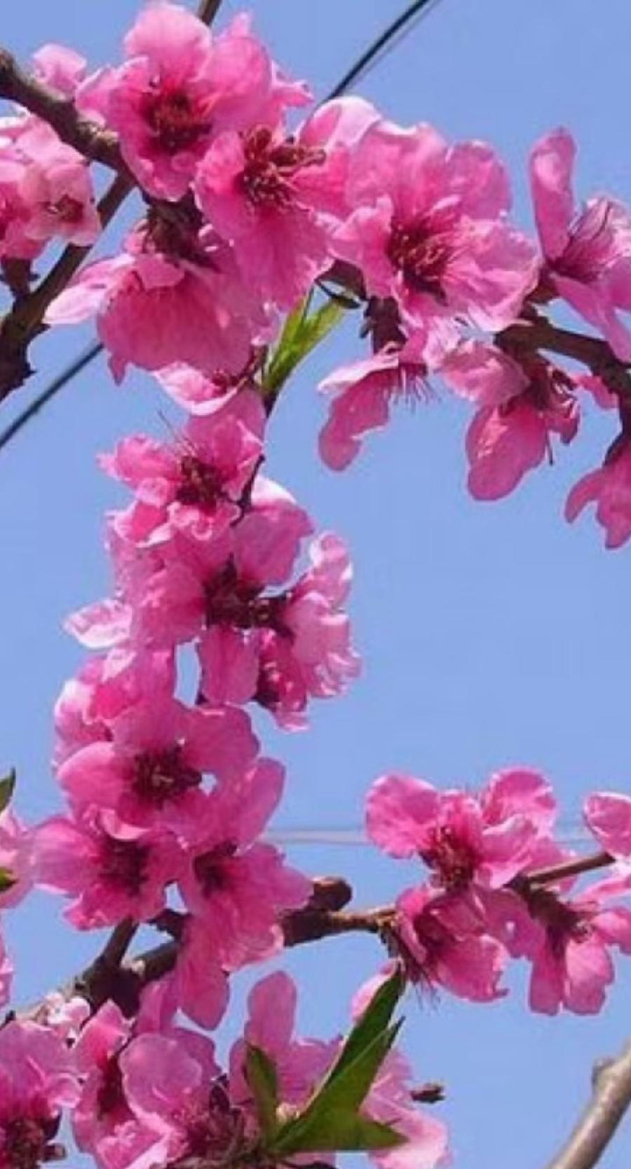 【神州源流诗苑】第896期[优秀近体诗]周刊（图3）