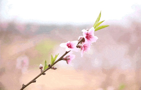 暖春 （外一首）轻风（甘肃）【冰心文化传媒】主编 冰心（图4）