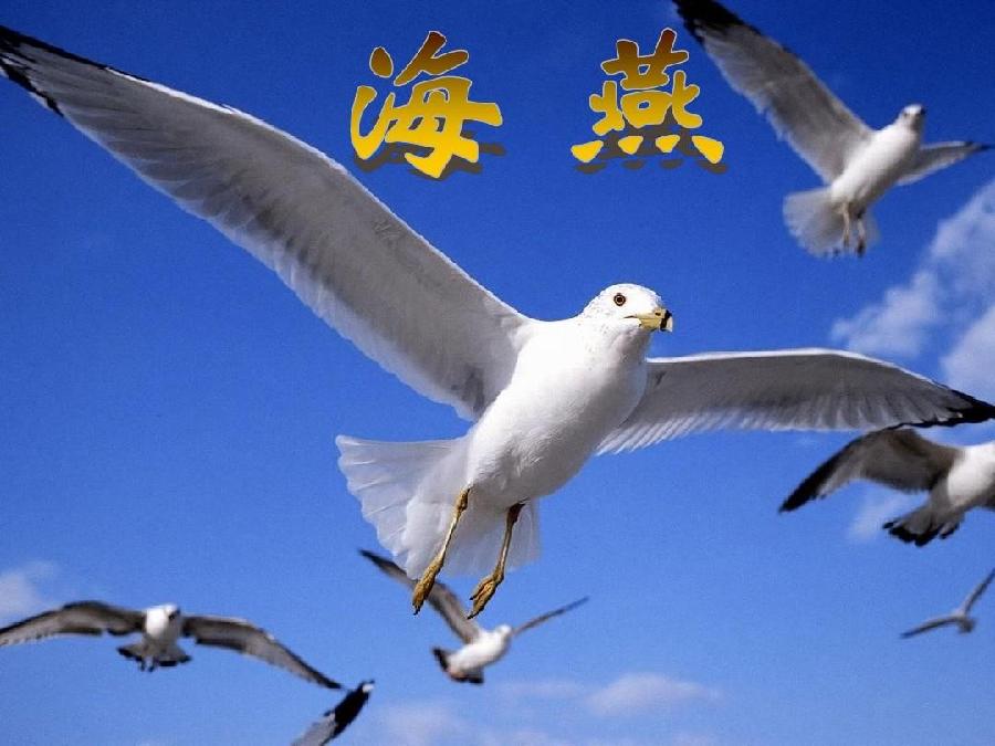 天涯朗诵【海燕】俄*高尔基（图4）