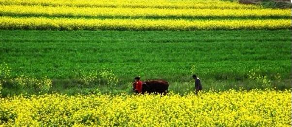 《春耕》作者/张维清诵读/傲雪红梅 编辑/青青【花雨馨声】有声文学平台【第267期】（图6）