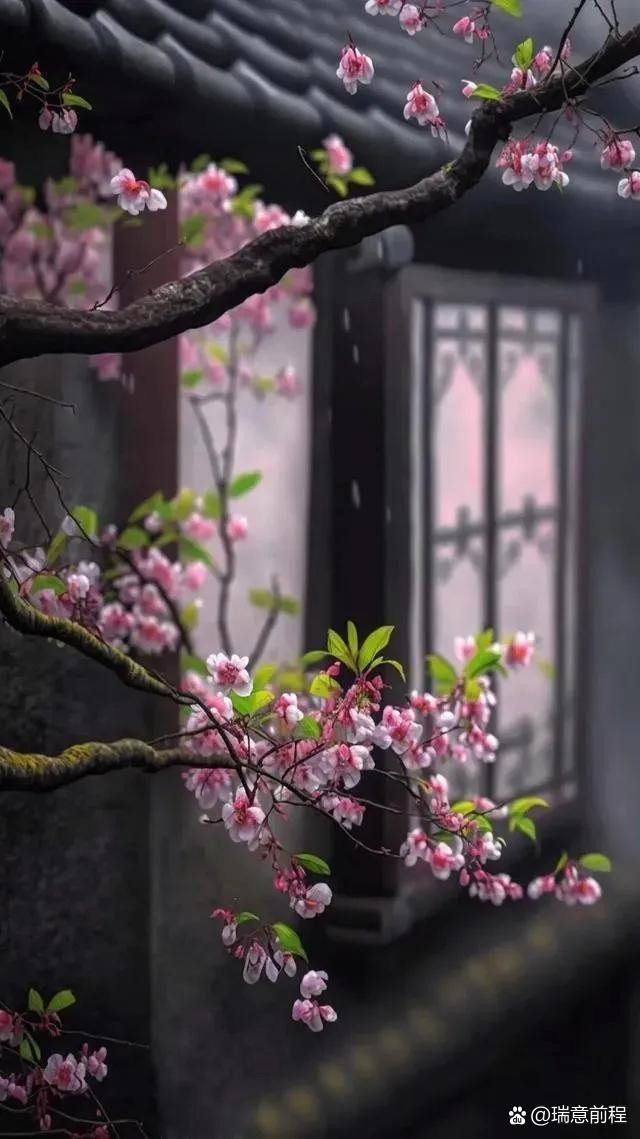 弘华朗诵【为君三赋☆鹧鸪天】作者/六月荷（图5）