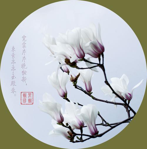 【新山东文学社】《桃花依旧笑春风》作者/迎夏 主播/雨花石（图7）