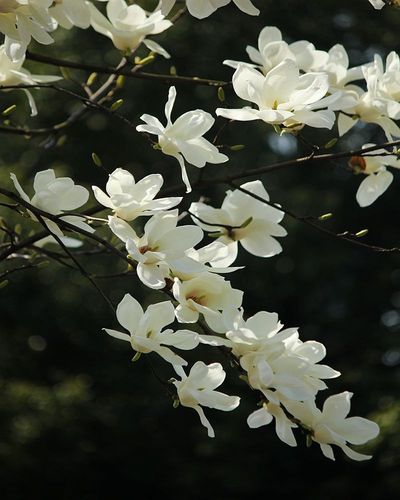 【新山东文学社】《桃花依旧笑春风》作者/迎夏 主播/雨花石（图9）