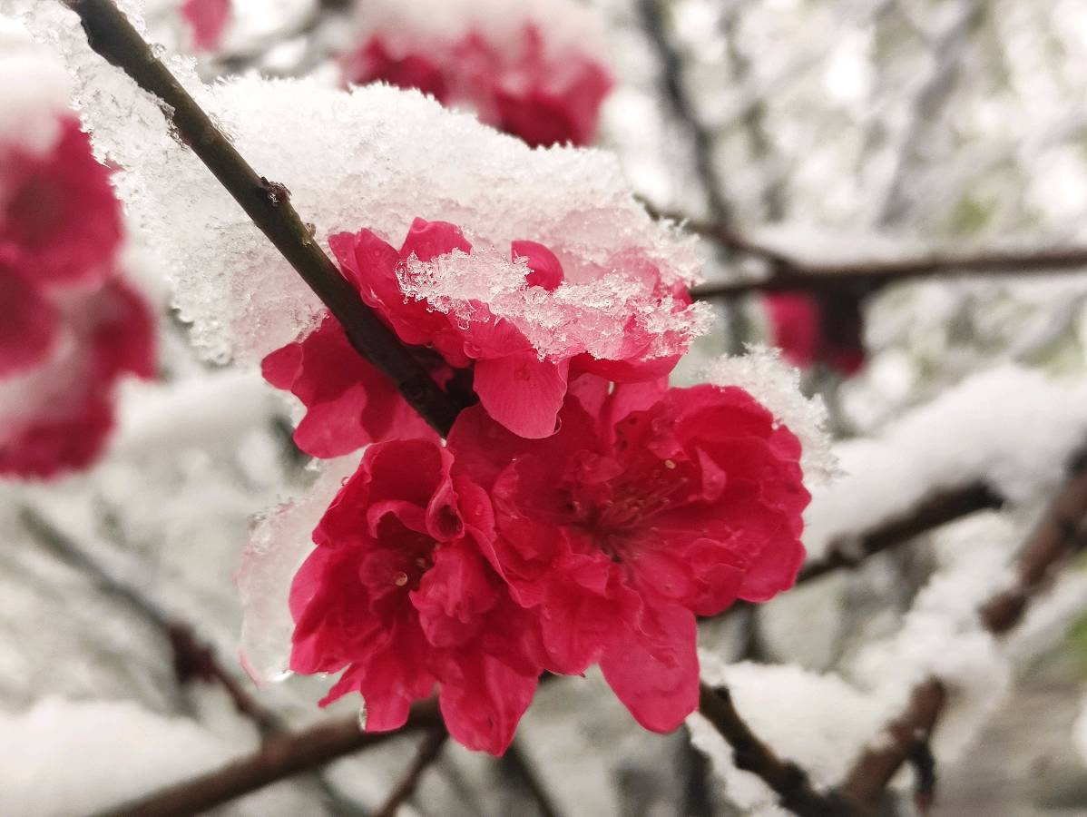 三月春雪 原作/梁立锋（图11）