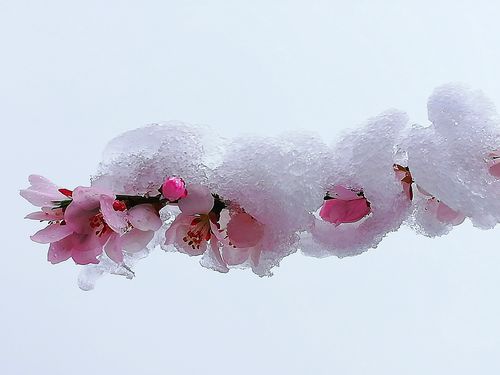 《卯春十六日雪》联机全球发布袁华成作品欣赏（图4）