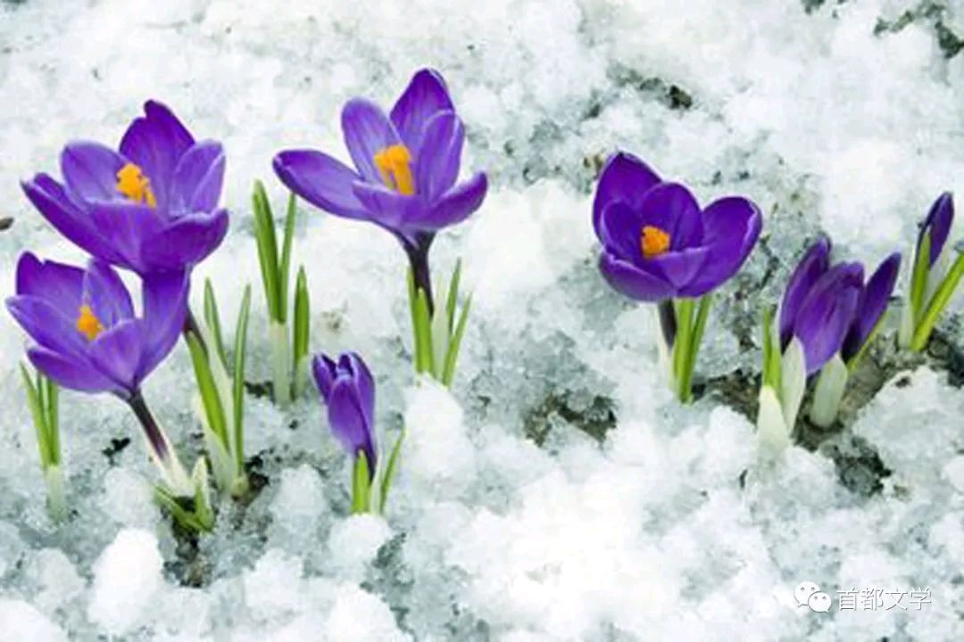 《卯春十六日雪》联机全球发布袁华成作品欣赏（图3）