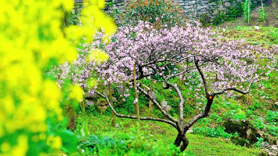 王家明朗诵【探寻春的色彩】作者/刘伙力（图7）