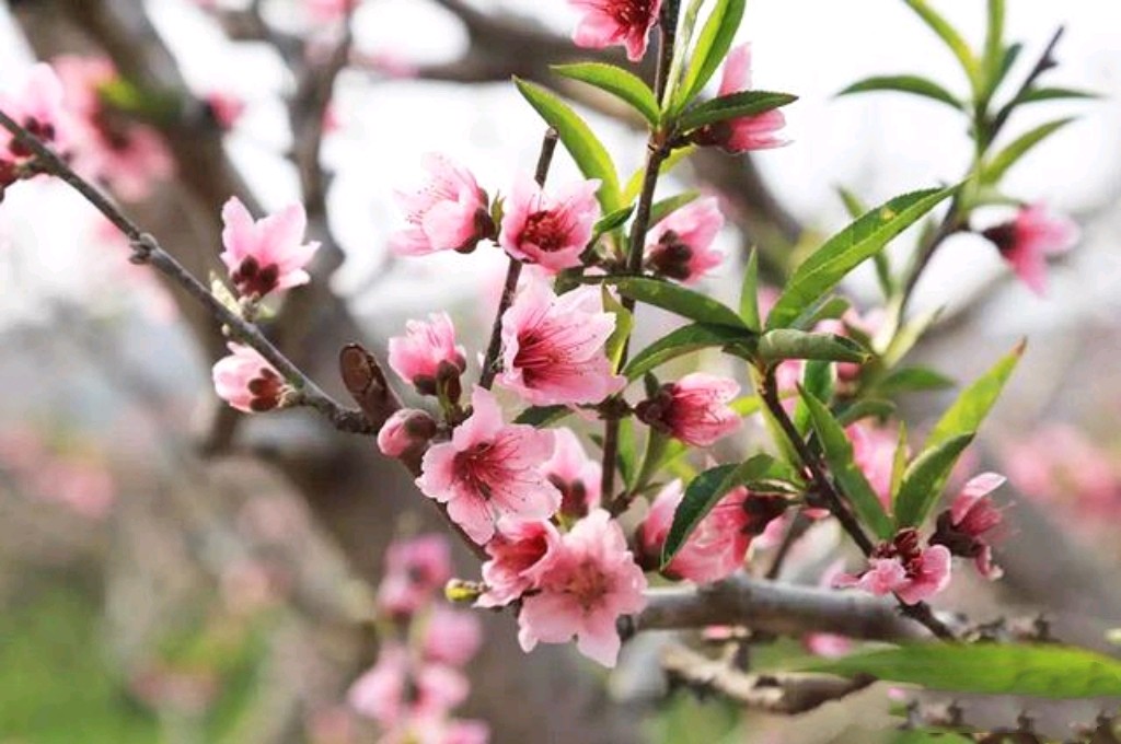 【明心文学】尹连荣/春天的季节 主播/薇薇（图2）