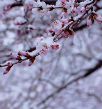 桃花雪‖巴彦诗协诗词联卷【455】(图5)