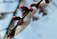 桃花雪‖巴彦诗协诗词联卷【455】(图10)