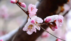 桃花雪‖巴彦诗协诗词联卷【455】(图8)