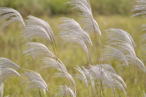 东山老兵朗诵【芦苇的气魄】作者/刘伙力（图8）