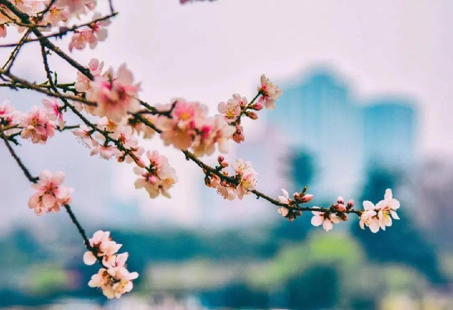 春姗如笑朗诵【春天的花丛】作者/任学路（图7）