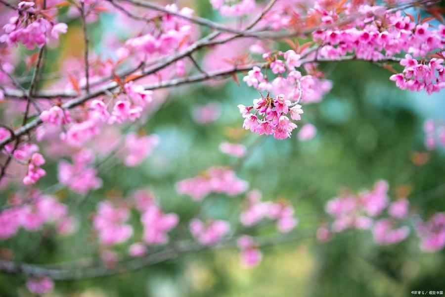 刘燕朗诵【听你花开】作者/六月荷（图5）