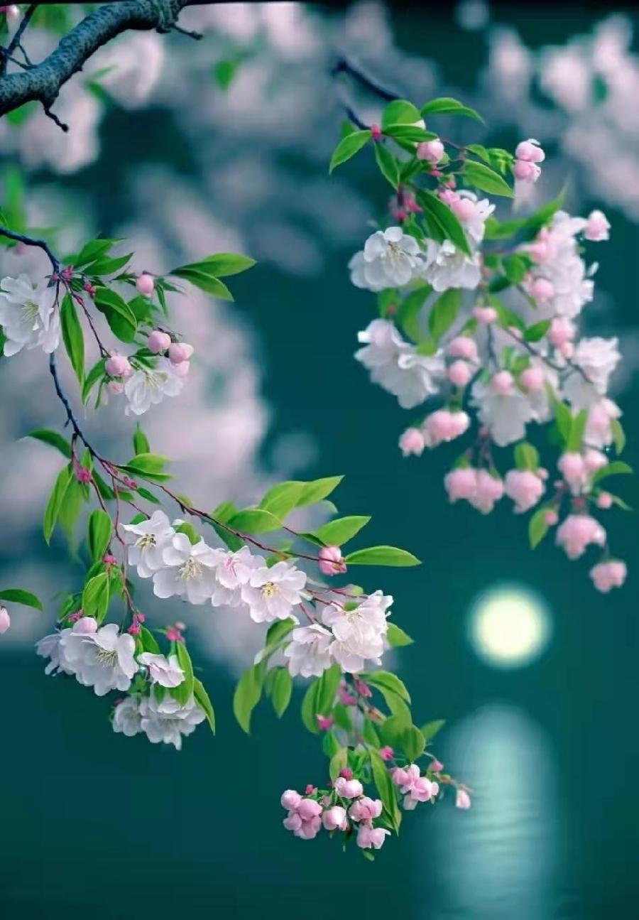 墨语朗诵【春】作者/六月荷（图7）