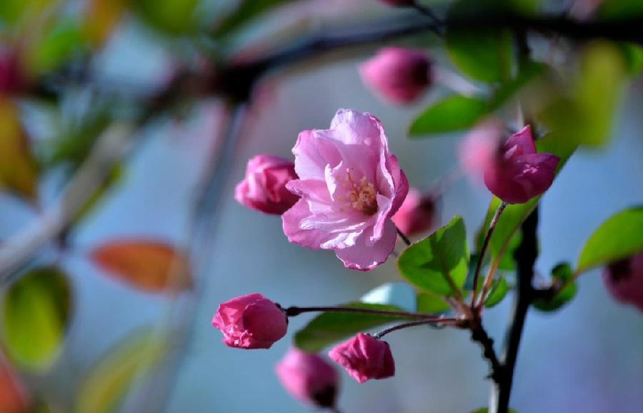 致春芽——写给自强不息的人～诗‖草子（图8）
