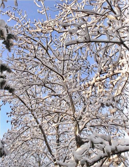 七律 三月雪 文/杨振国（北京）京津沪头条