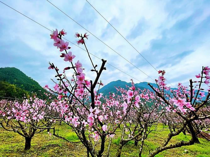 【经典推荐】张建国//古今诗词鉴赏｛拾集锦四首｝（图6）