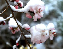 春的旋律之十七:徐淑芳《春之歌》‖巴彦诗协诗词联卷【460】(图4)