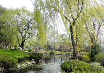春的旋律之十七:徐淑芳《春之歌》‖巴彦诗协诗词联卷【460】(图5)