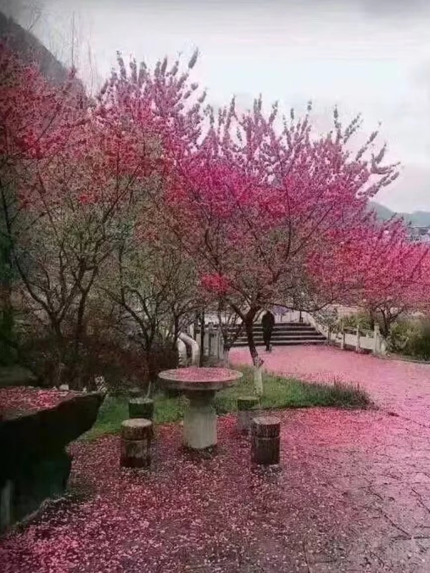 春的旋律之二十一:年广林《桃花缘》‖巴彦诗协诗词联卷【467】(图4)