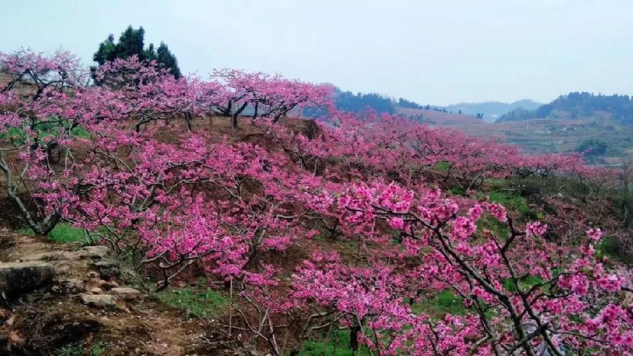 【新诗大观】在春天的龙泉山（外一首）||文/胡有琪（图2）