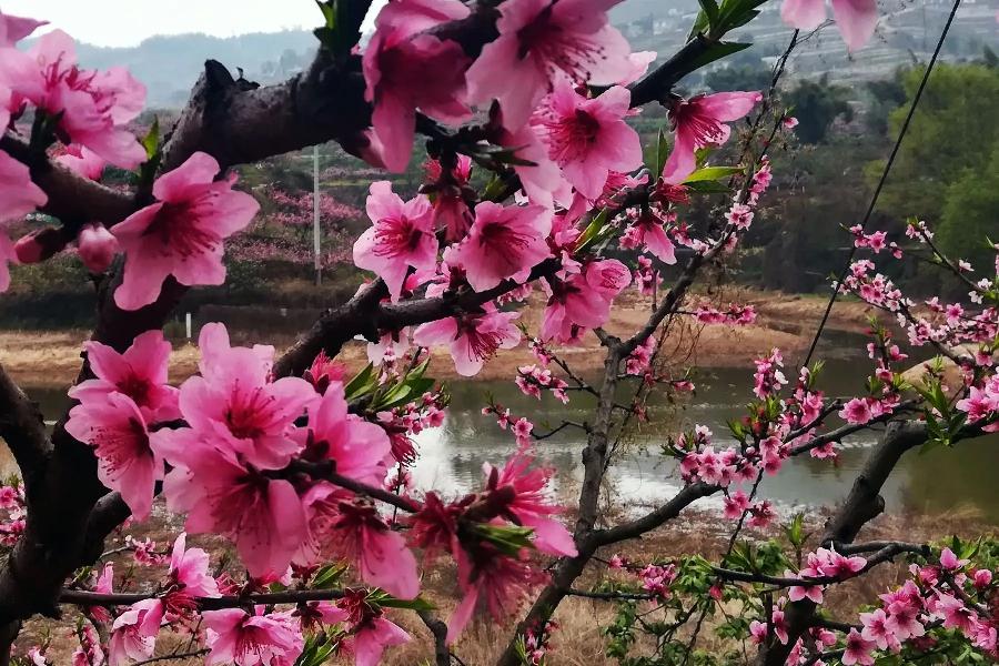【新诗大观】在春天的龙泉山（外一首）||文/胡有琪（图3）
