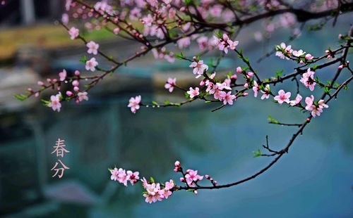 王香谷（悉尼）诗词小编辑【冰心文化传媒】主编 冰心（图4）