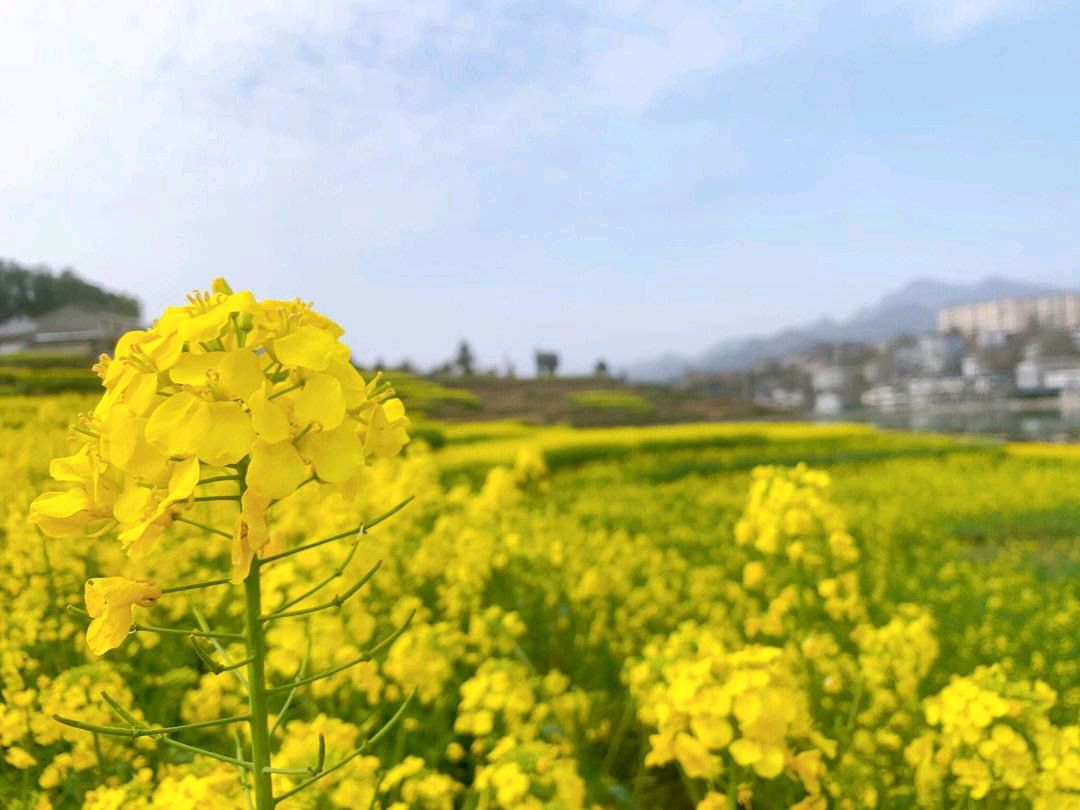 王香谷（悉尼）诗词小编辑【冰心文化传媒】主编 冰心（图11）