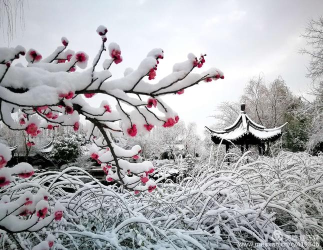 【经典推荐】笨笨鼠//蝶恋花•春雪｛系列作品展｝（图4）