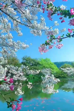 春的旋律之二十三：唱和春天‖巴彦诗协诗词联卷【470】（图21）