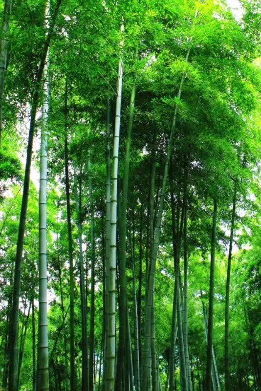 联机全球发布张树元作品欣赏（图10）