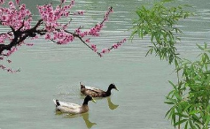 春的旋律之二十四:春分‖巴彦诗协诗词联卷【471】(图3)