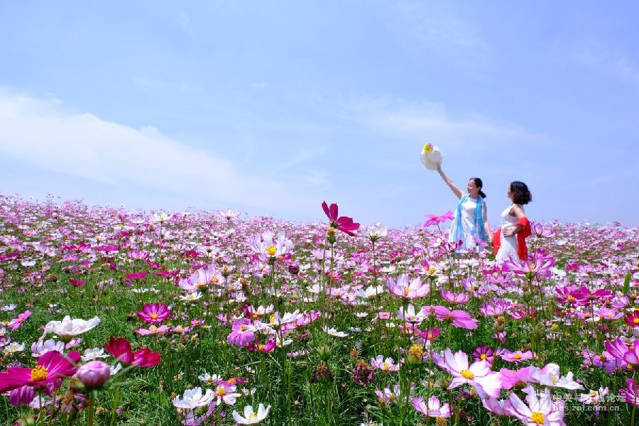 格桑花2
