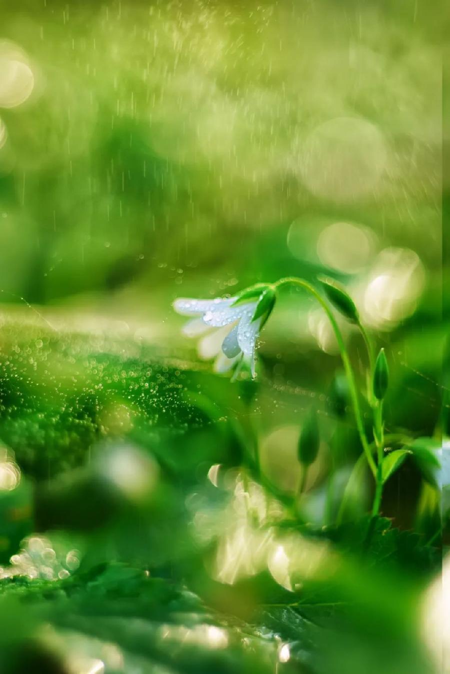 我快乐朗诵【植树节感言】作者/王胜利（图5）